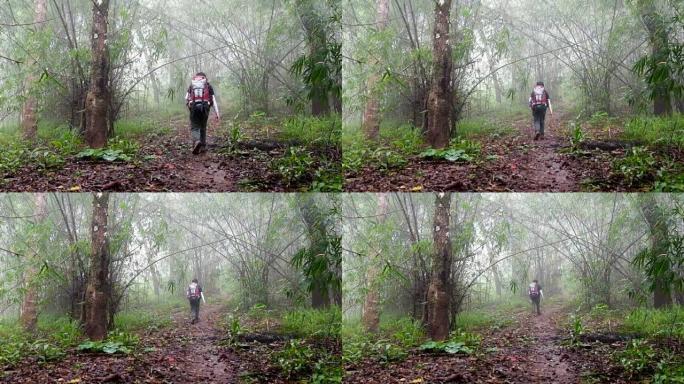在雾森林中徒步旅行
