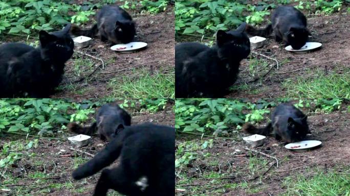 黑色流浪猫
