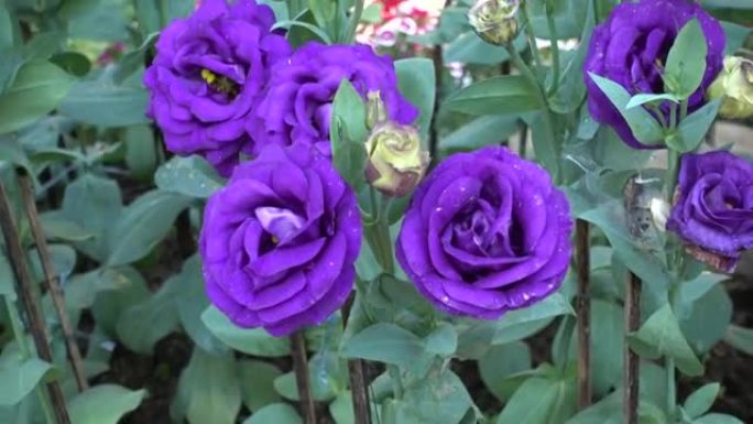 花园里的紫色玫瑰