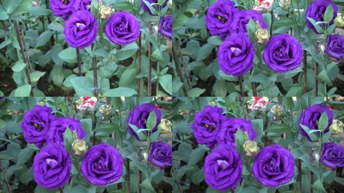 花园里的紫色玫瑰