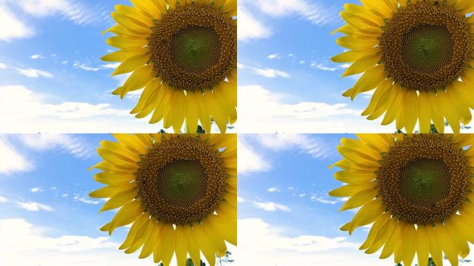 天空背景的向日葵，4K。