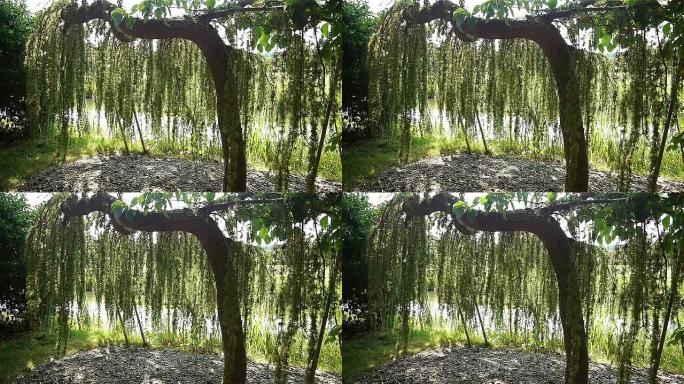 植物园的特殊落叶松树
