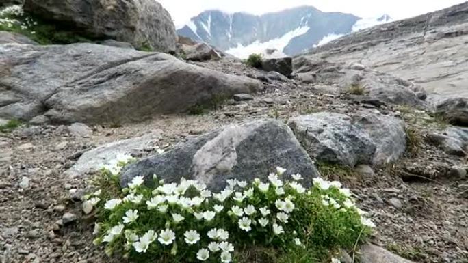 大格洛克纳山区的虎耳草番红花。奥地利。