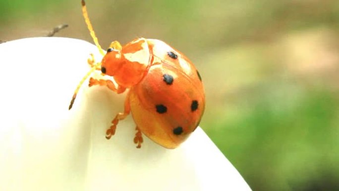 瓢虫叶子和花