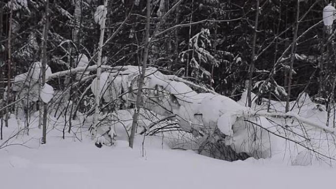 冬季场景。倒下的树。雪。冬季森林。冬。