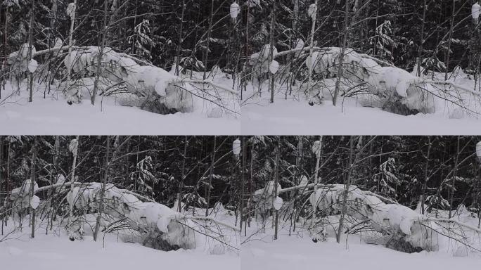 冬季场景。倒下的树。雪。冬季森林。冬。