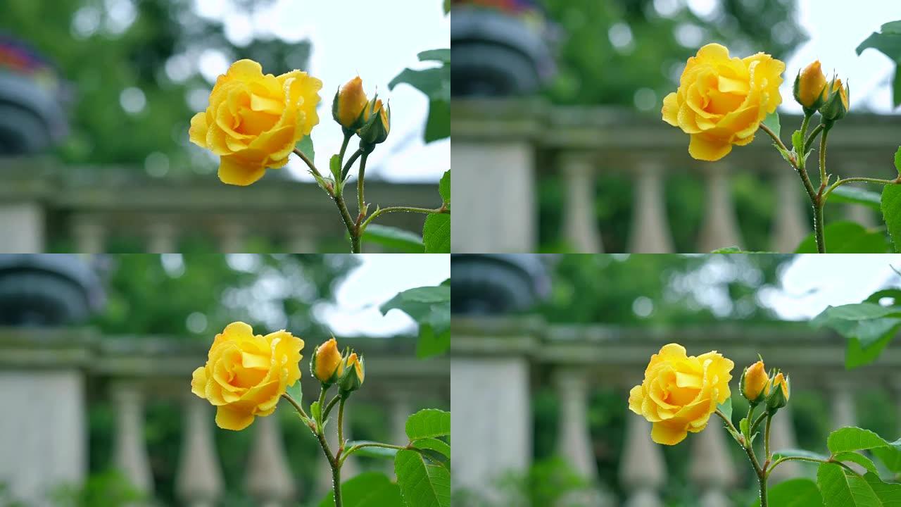 美丽背景上的黄玫瑰。