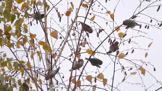 巨大的鸟群坐在冬天干燥的树枝上。慢动作。