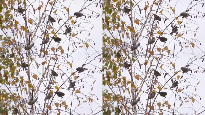 巨大的鸟群坐在冬天干燥的树枝上。慢动作。