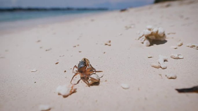 巴厘岛。海滩。节肢动物。巴厘岛的水下和海洋生物被认为是世界上最丰富的生物之一，有甲壳类和海绵等物种