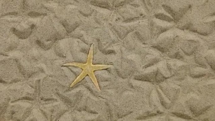 海星躺在沙滩上的近似和她的印记