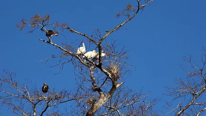 白色朱鹭，白鹭，栖息在树上