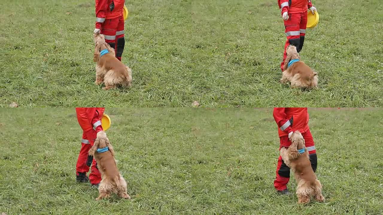 训练服务犬