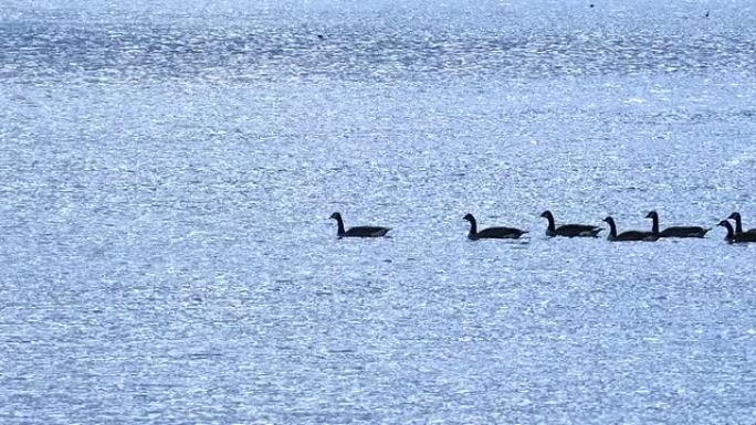 平静的鹅漂浮，游泳，在荡漾的水面上放松。