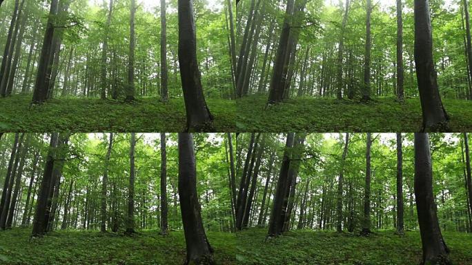 森林时间流逝，雾气飘过树木