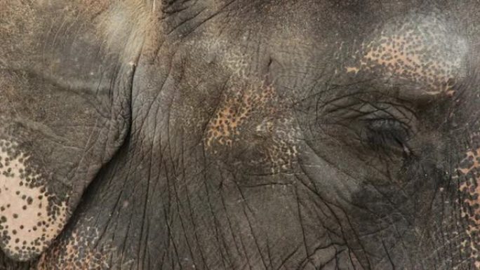 大象，眼睛被挫伤