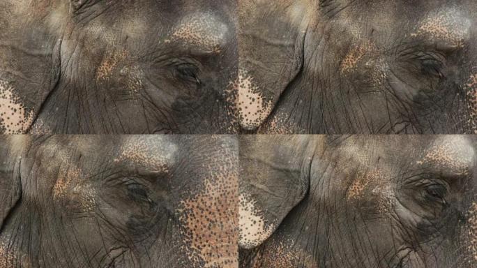 大象，眼睛被挫伤