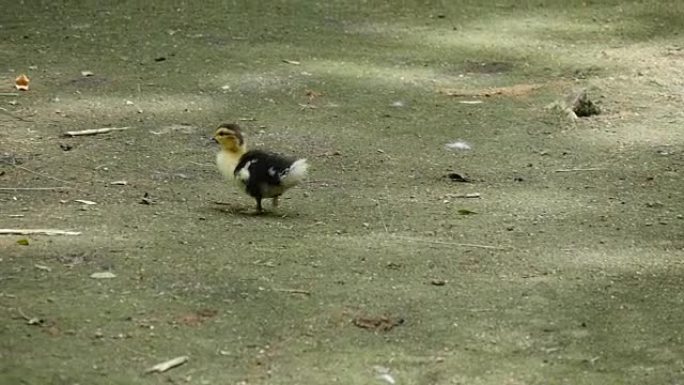 野鸭的小鸡去散步