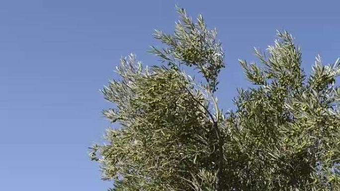 风吹向橄榄树树枝