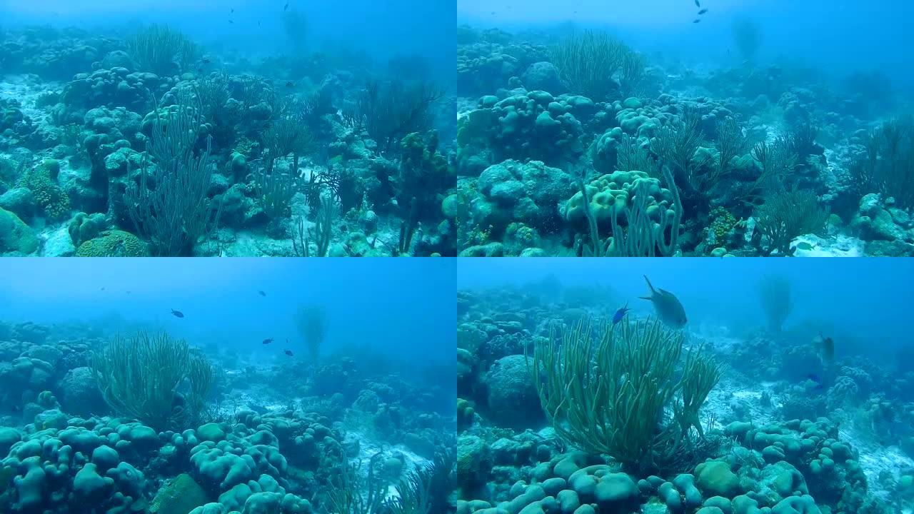 珊瑚生命水下视频1080p加勒比海