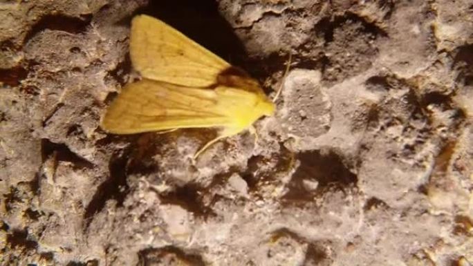 大黄夜蝴蝶颤抖着翅膀在墙壁风的粗糙灰色表面上试图将其吹向宏观