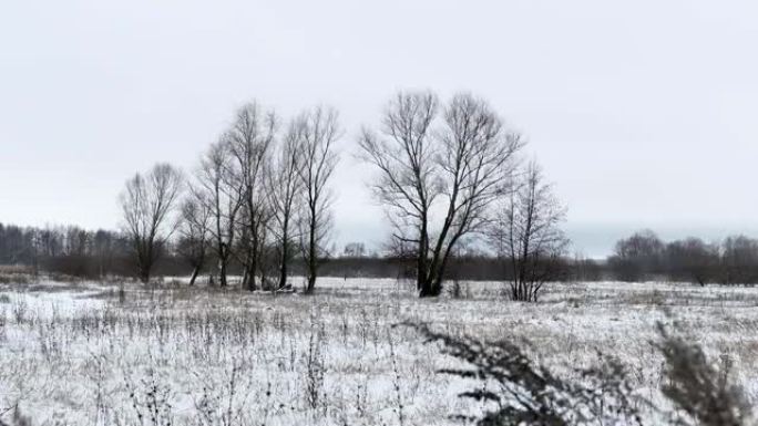 草地和雪地带走了俄罗斯枯树冬季景观