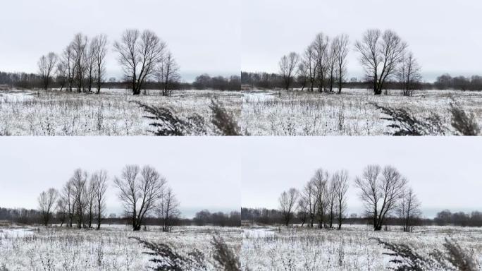 草地和雪地带走了俄罗斯枯树冬季景观