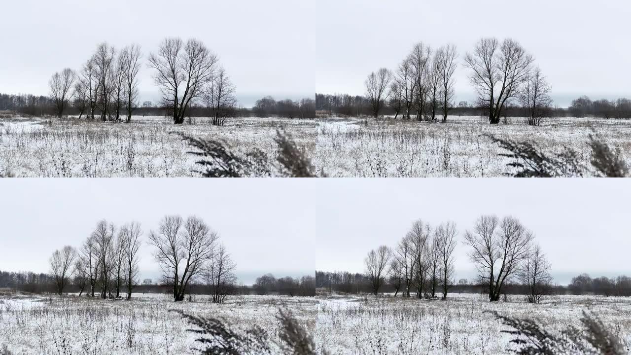 草地和雪地带走了俄罗斯枯树冬季景观