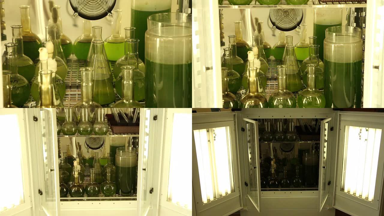 微藻类绿色培养物生长在光恒温器内的玻璃盆中
