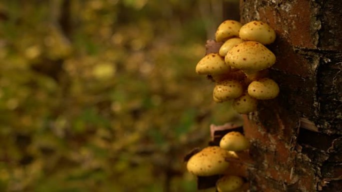 木背景，树上有Pholiota aurivella蘑菇