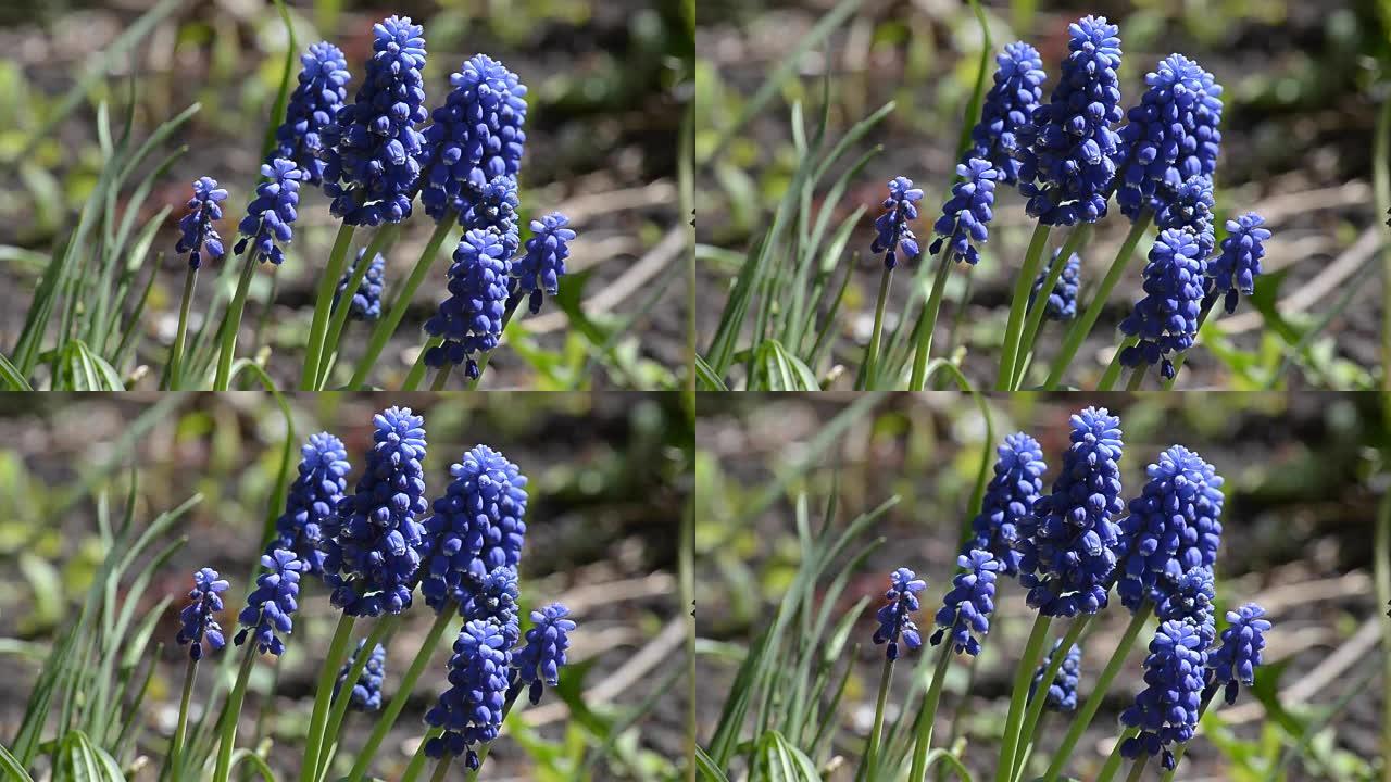 蓝色麝香花，特写