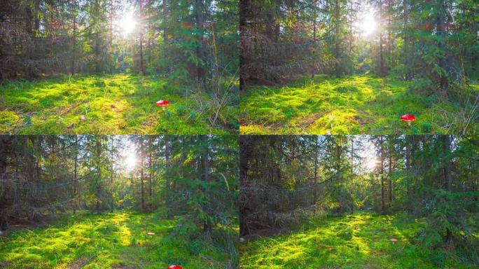 魔法森林和伞菌，带起重机的延时