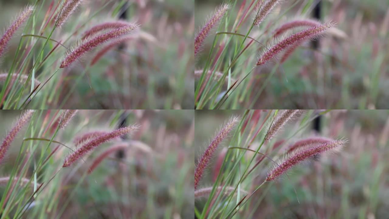 长草在风中移动的特写。草地芦苇背景。