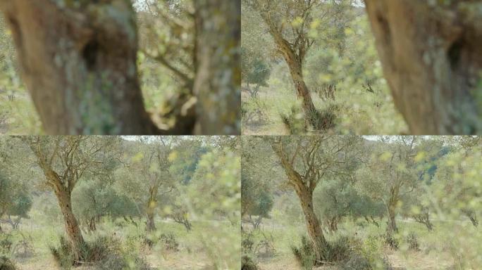 追踪以色列橄榄树种植园的照片