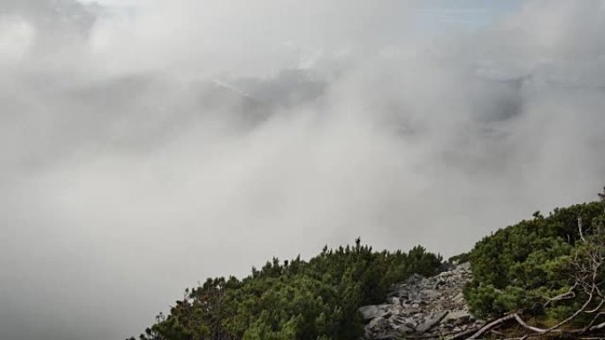 云杉在山顶上，背景是快速运行的云。平稳运动