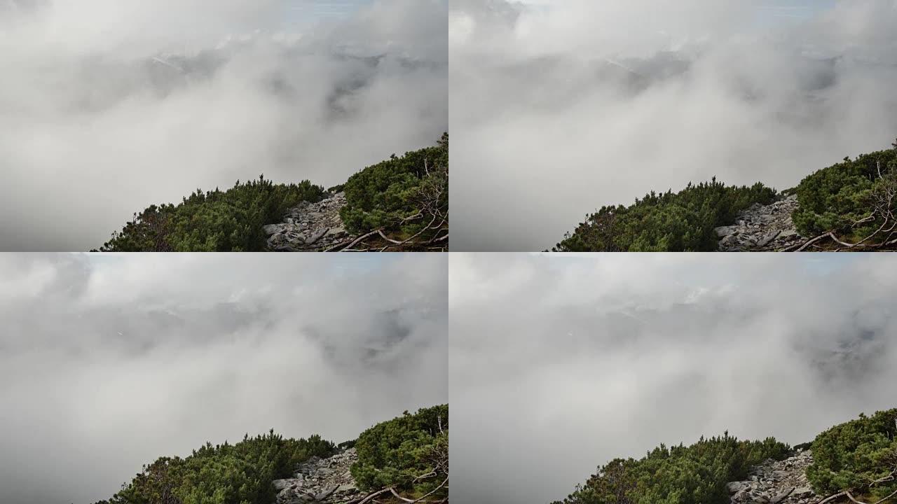 云杉在山顶上，背景是快速运行的云。平稳运动