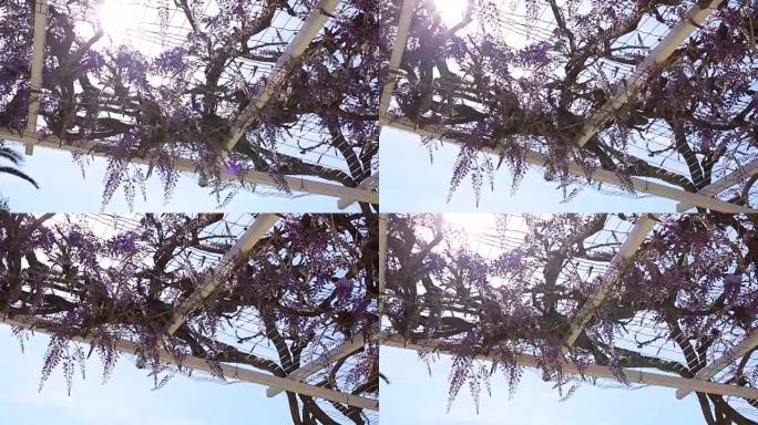 黑山，亚得里亚海和巴尔克的开花树紫藤