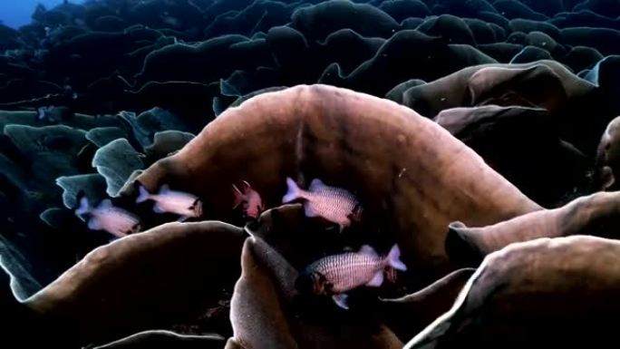 卷心菜珊瑚和松鼠鱼的巨型殖民地，帕劳
