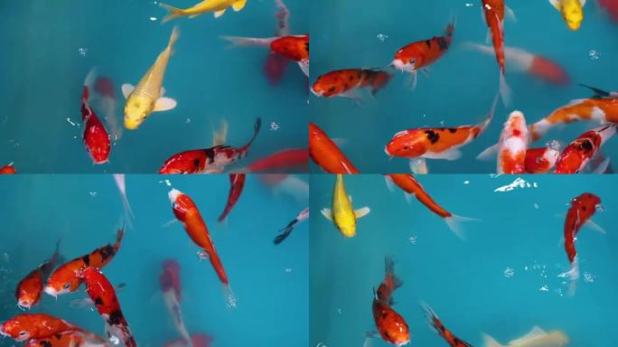 美丽的锦鲤鱼或鲤鱼各种颜色在池塘中游泳。