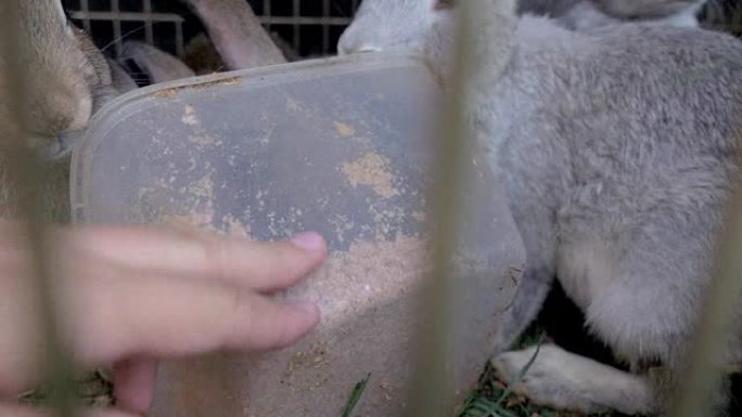 笼子里的兔子吃草。