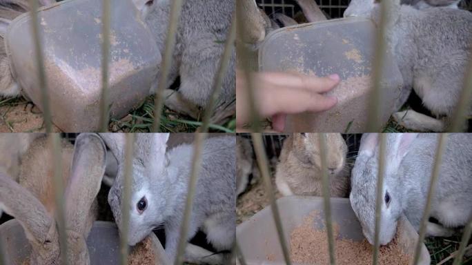 笼子里的兔子吃草。