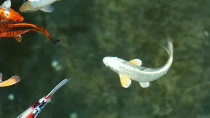 锦鲤鱼，花哨的鲤鱼在上面游泳