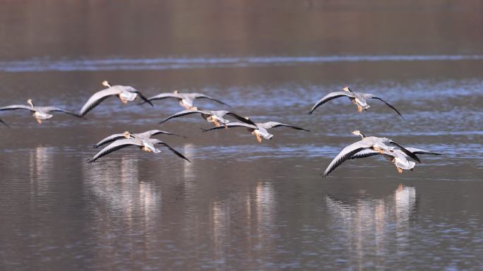 斑头雁降落湖面的慢动作