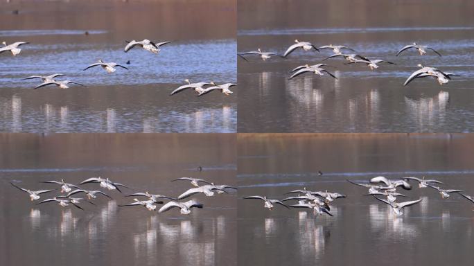 斑头雁降落湖面的慢动作