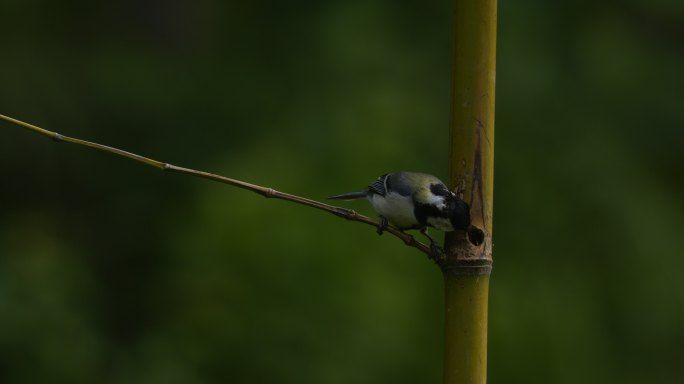 大山雀6K原始视频素材