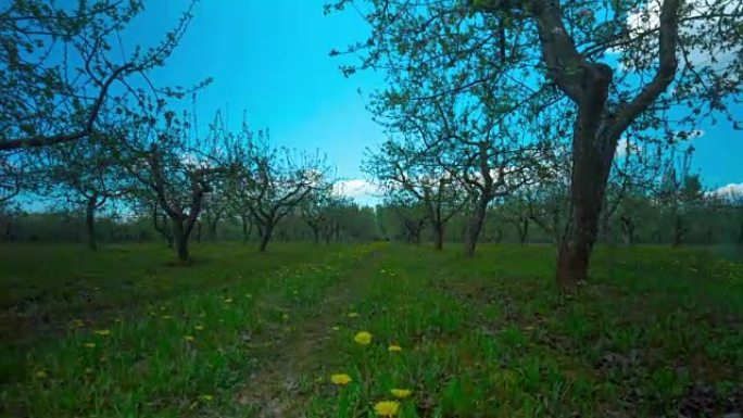 春天的苹果园，鲜花和蒲公英，延时