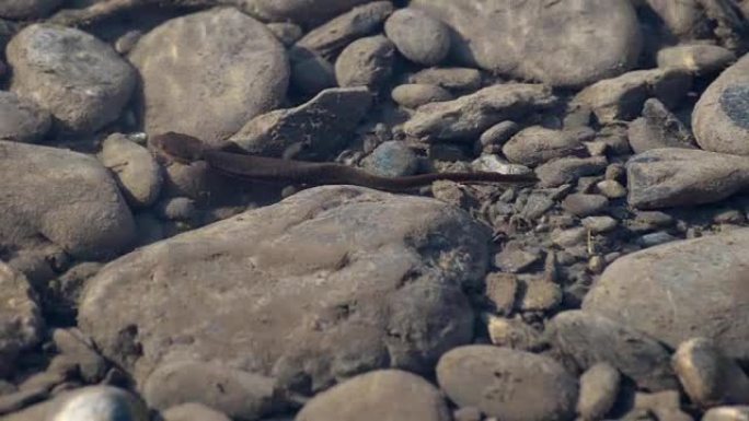 纽特蝾螈在河里水下行走