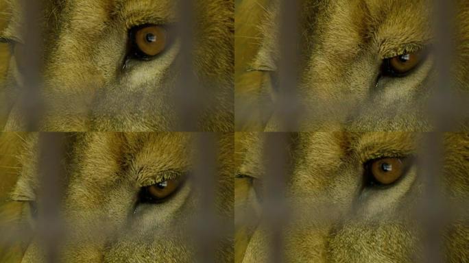 动物园里危险雄狮之眼特写