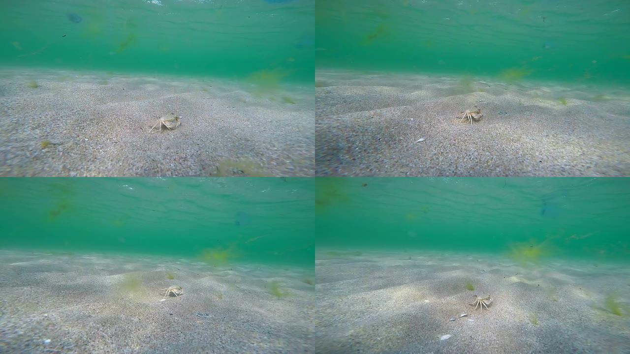 黑海游泳沙蟹的水下生活