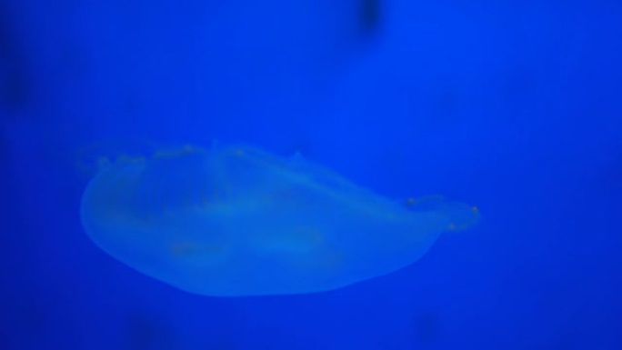 蓝光下美丽的海洋生物。漂浮在蓝色水中的水母。